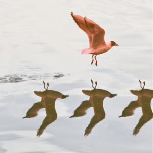 Why is having duplicate content an issue for SEO